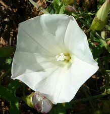 Calystegia macrostegia flower